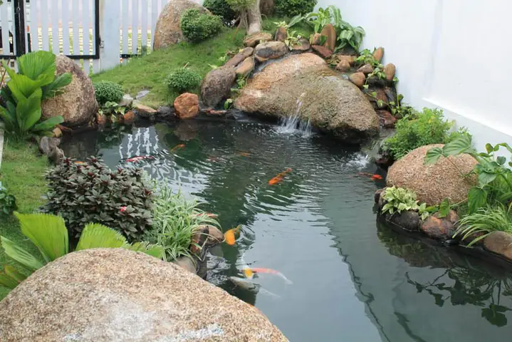 Cách Làm Bể Cá Koi Cách Làm Bể Cá Koi