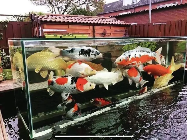 Cách Làm Bể Cá Koi Cách Làm Bể Cá Koi