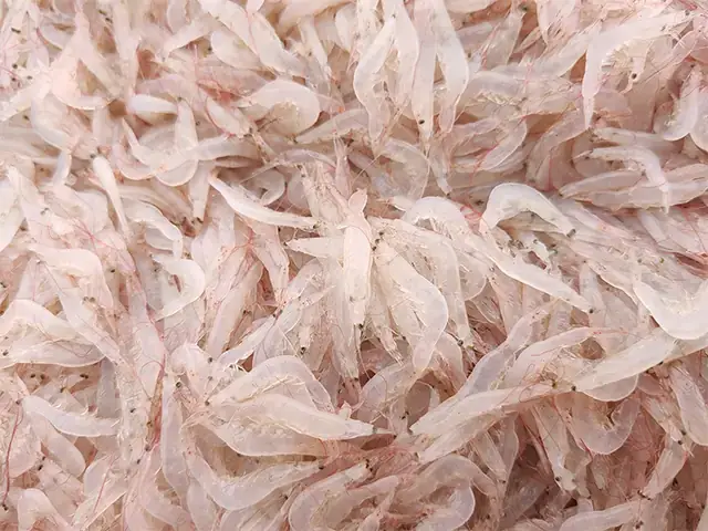 Cách Làm Con Ruốc Biển Tươi Ngon Chuẩn Vị Miền Biển Cách Làm Con Ruốc Biển Tươi Ngon Chuẩn Vị Miền Biển