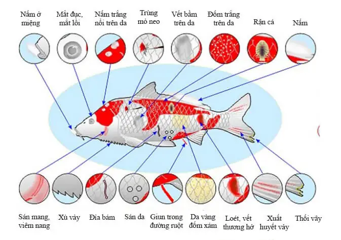 Cách Tẩy Giun Cho Cá Koi Cách Tẩy Giun Cho Cá Koi