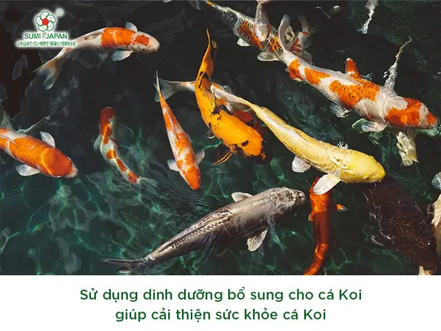 Cách Tẩy Giun Cho Cá Koi Cách Tẩy Giun Cho Cá Koi