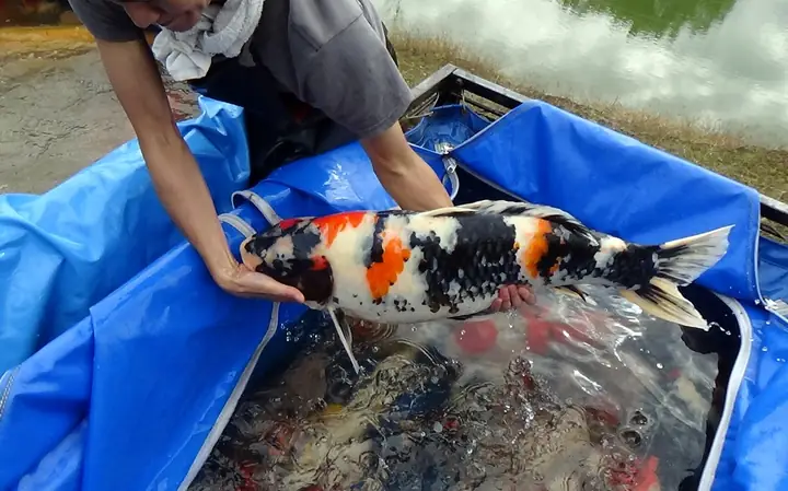 Cách Thả Cá Koi