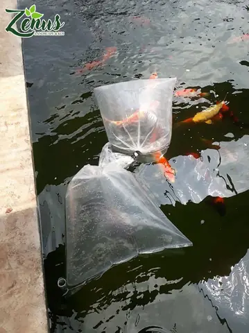 Cách Thả Cá Koi