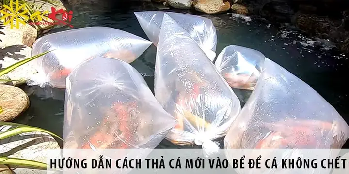 Cách Thả Cá Koi