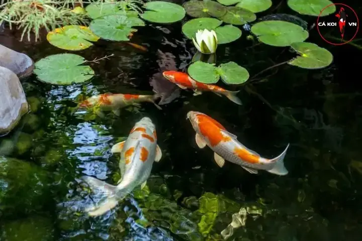 Cách Thả Cá Koi