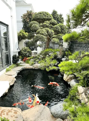 Cách Thuần Cá Koi Cách Thuần Cá Koi