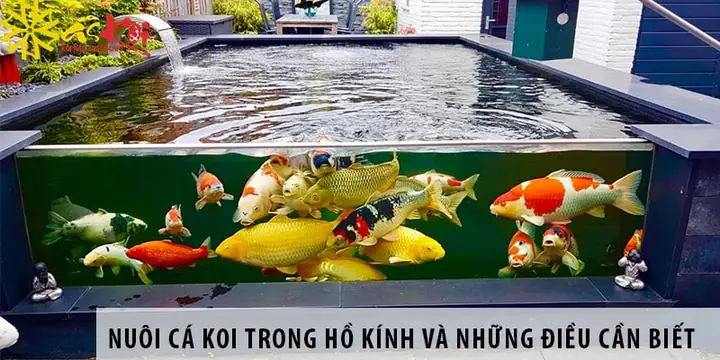Chậu Nuôi Cá Koi Chậu Nuôi Cá Koi