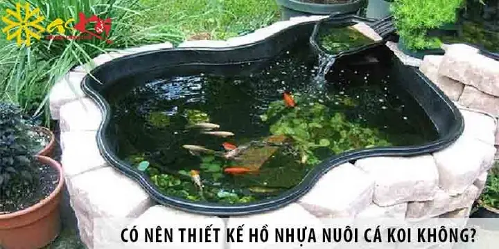 Chậu Nuôi Cá Koi Chậu Nuôi Cá Koi