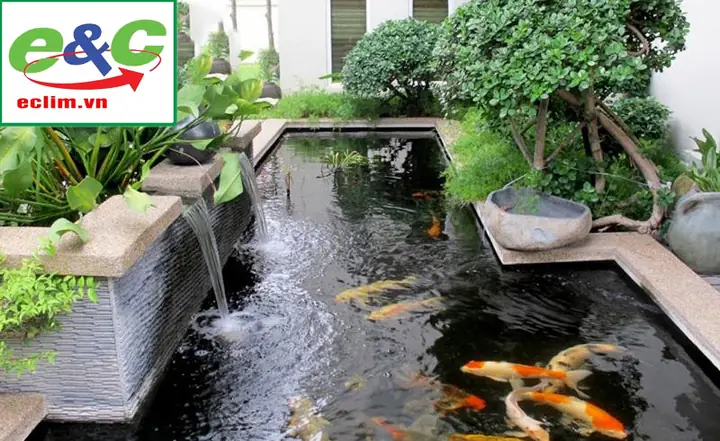 Chậu Nuôi Cá Koi Chậu Nuôi Cá Koi