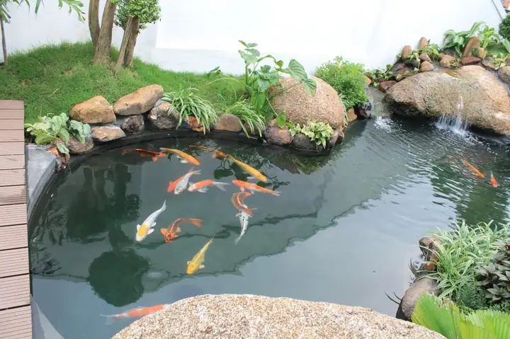 Chi Phí Làm Hồ Cá Koi
