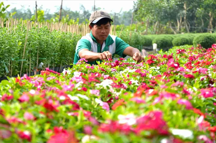 Chợ Hoa Sa Đéc Chợ Hoa Sa Đéc
