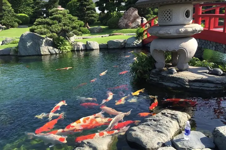 Công Viên Cá Koi Bình Chánh
