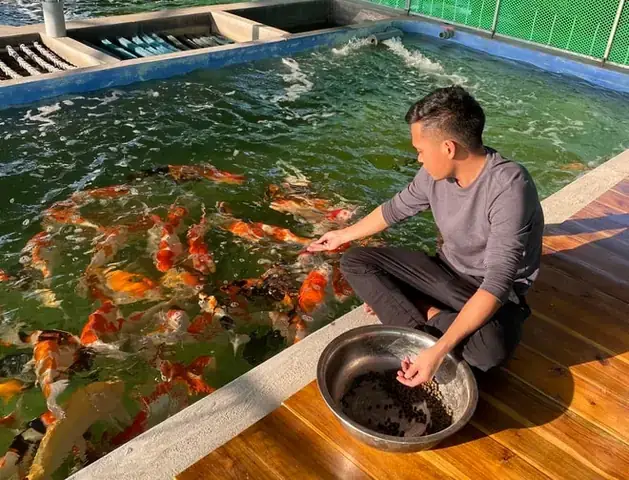 Đào Ao Nuôi Cá Koi Đào Ao Nuôi Cá Koi