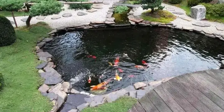 Đào Ao Nuôi Cá Koi Đào Ao Nuôi Cá Koi