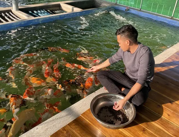 Đào Ao Nuôi Cá Koi Đào Ao Nuôi Cá Koi
