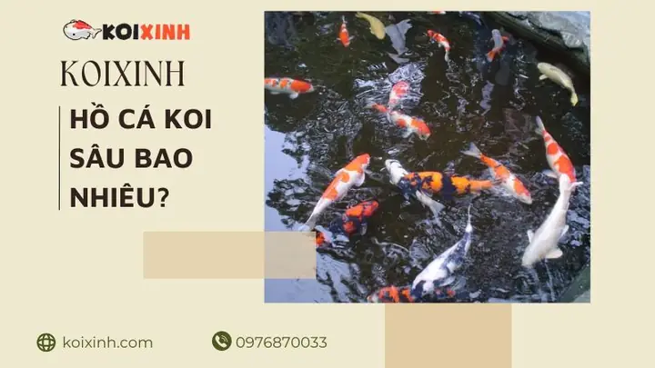 Độ Sâu Bể Cá Koi Độ Sâu Bể Cá Koi