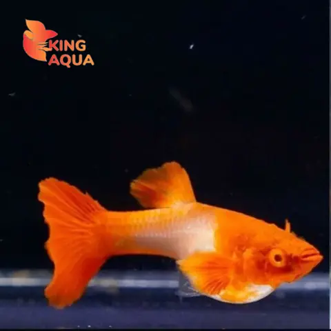 Giá Cá Bảy Màu Koi Giá Cá Bảy Màu Koi