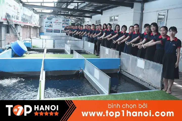 Giá Cá Koi Đà Nẵng Giá Cá Koi Đà Nẵng
