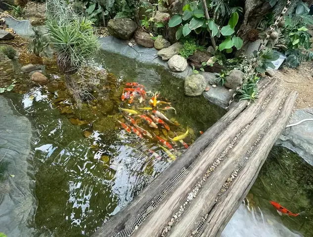 Giá Cá Koi Đà Nẵng Giá Cá Koi Đà Nẵng