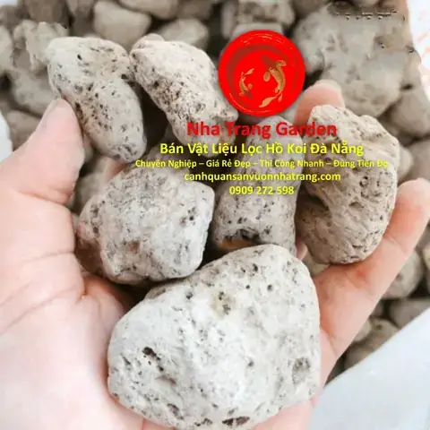 Giá Cá Koi Đà Nẵng Giá Cá Koi Đà Nẵng