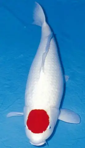Giá Cá Koi Tancho Giá Cá Koi Tancho