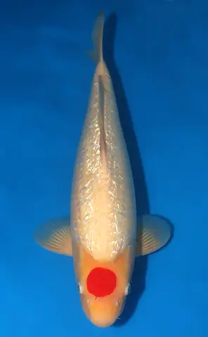 Giá Cá Koi Tancho Giá Cá Koi Tancho