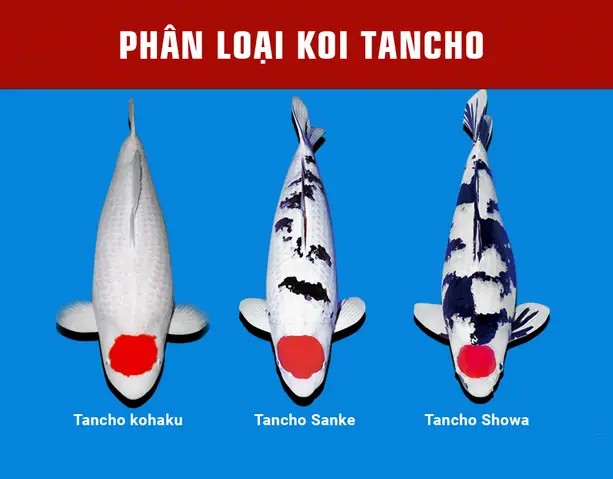 Giá Cá Koi Tancho Giá Cá Koi Tancho