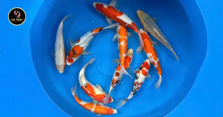Giá Cá Koi Trưởng Thành Giá Cá Koi Trưởng Thành