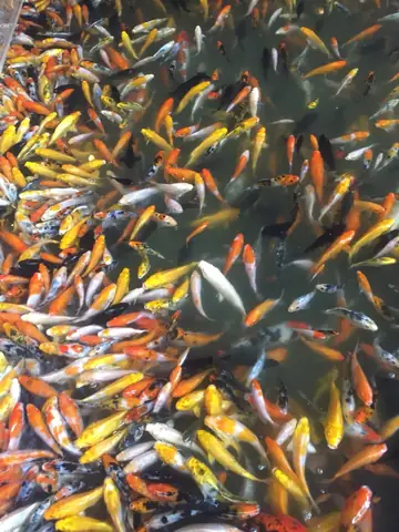 Giá Cá Koi Trưởng Thành Giá Cá Koi Trưởng Thành