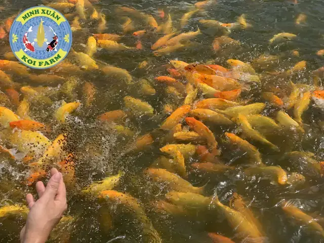 Giá Cá Koi Trưởng Thành Giá Cá Koi Trưởng Thành