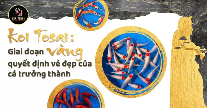 Giá Cá Koi Trưởng Thành Giá Cá Koi Trưởng Thành