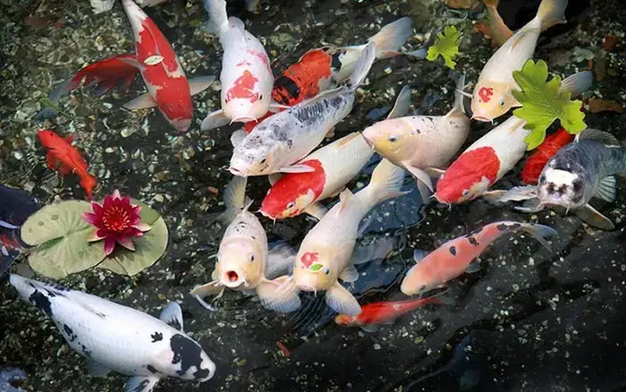 Giá Cá Koi Trưởng Thành Giá Cá Koi Trưởng Thành