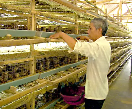 Giá Vàng 99 Ở Đồng Nai Giá Vàng 99 Ở Đồng Nai