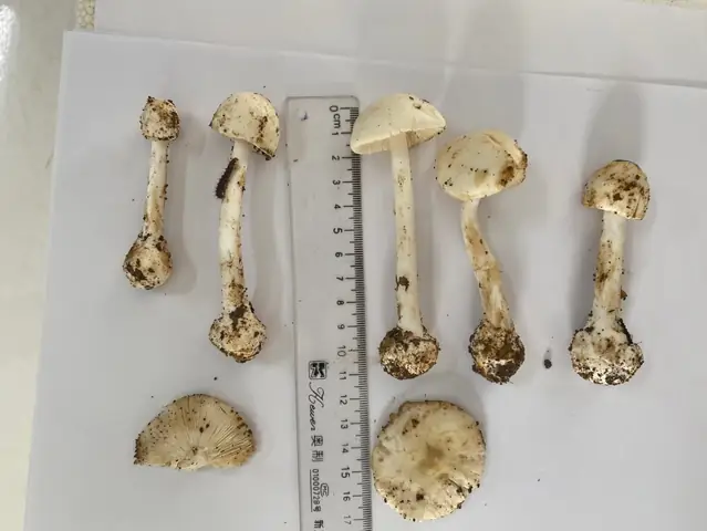 Giá Vàng 99 Ở Sơn La