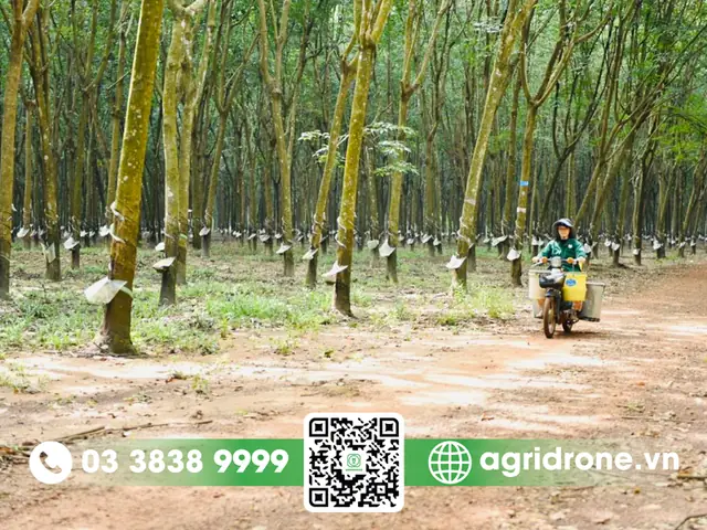 Giá Vàng 9999 Ở Đông Nam Bộ Giá Vàng 9999 Ở Đông Nam Bộ