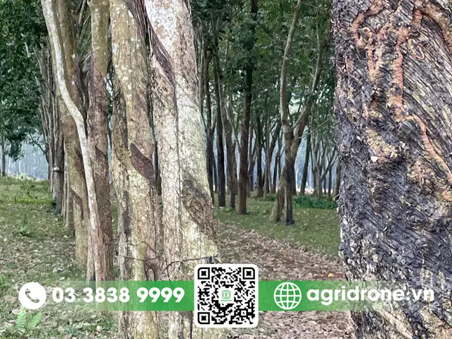 Giá Vàng 9999 Ở Đông Nam Bộ Giá Vàng 9999 Ở Đông Nam Bộ
