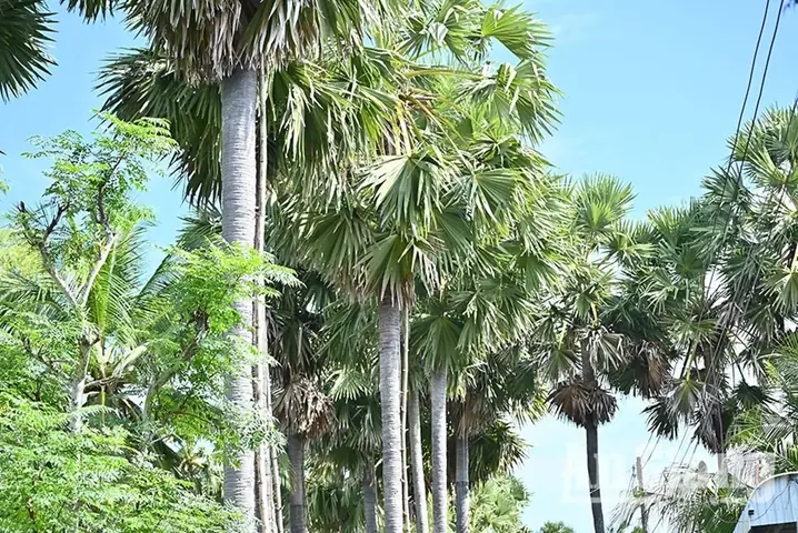 Giá Vàng Hôm Nay Tại Thốt Nốt Giá Vàng Hôm Nay Tại Thốt Nốt