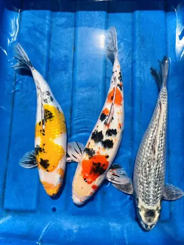 Giống Cá Koi Nhật Giống Cá Koi Nhật