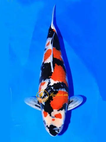Giống Cá Koi Nhật Giống Cá Koi Nhật