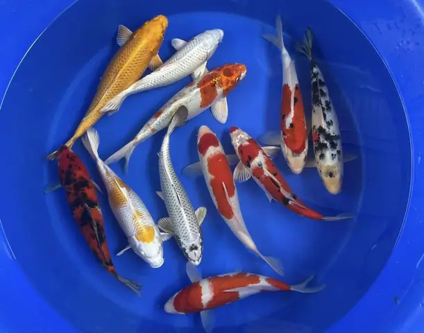 Giống Cá Koi Nhật Giống Cá Koi Nhật