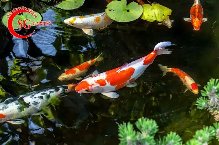 Hcm Bán Cá Koi Nhỏ Hcm Bán Cá Koi Nhỏ