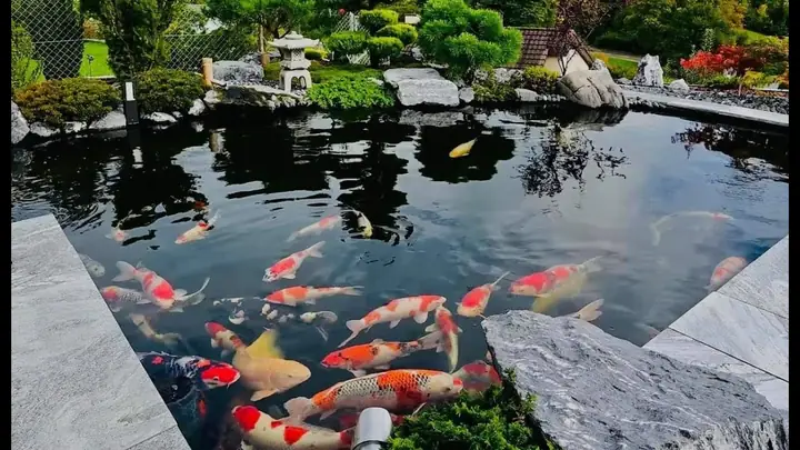 Hình Ảnh Cá Koi