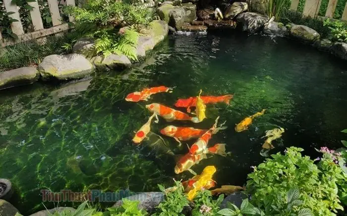Hình Ảnh Cá Koi