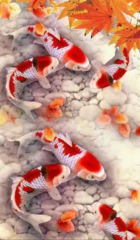 Hình Nền Cá Koi Đẹp Hình Nền Cá Koi Đẹp