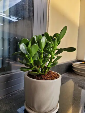 Hồ Cá Koi Bình Dương Hồ Cá Koi Bình Dương