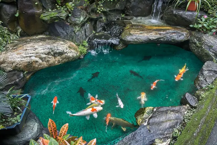 Hồ Cá Koi Giá Bao Nhiêu Hồ Cá Koi Giá Bao Nhiêu