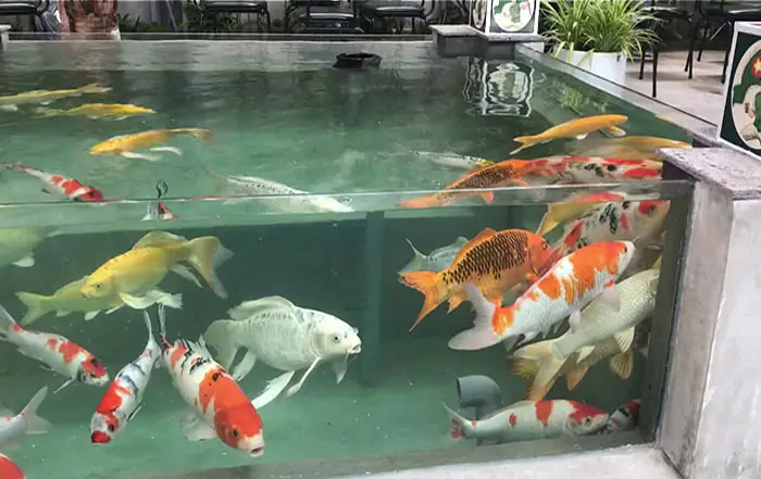 Hồ Cá Koi Mini Bằng Kính Hồ Cá Koi Mini Bằng Kính