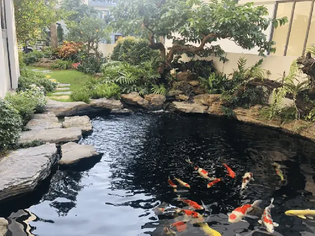 Hồ Cá Koi Sân Vườn Hồ Cá Koi Sân Vườn