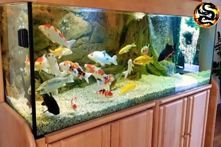 Hồ Cá Koi Thủy Sinh Hồ Cá Koi Thủy Sinh