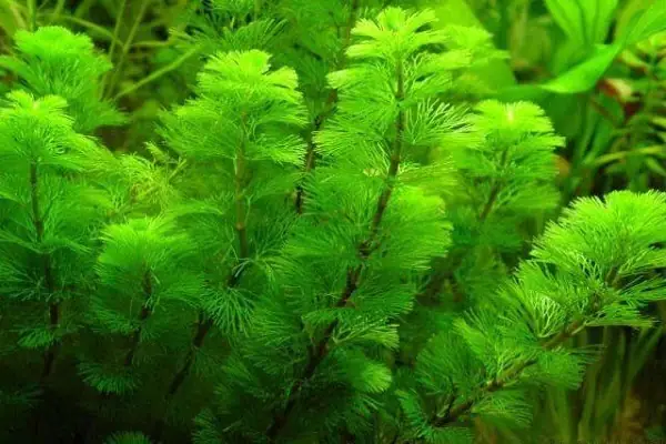 Hồ Cá Koi Thủy Sinh Hồ Cá Koi Thủy Sinh